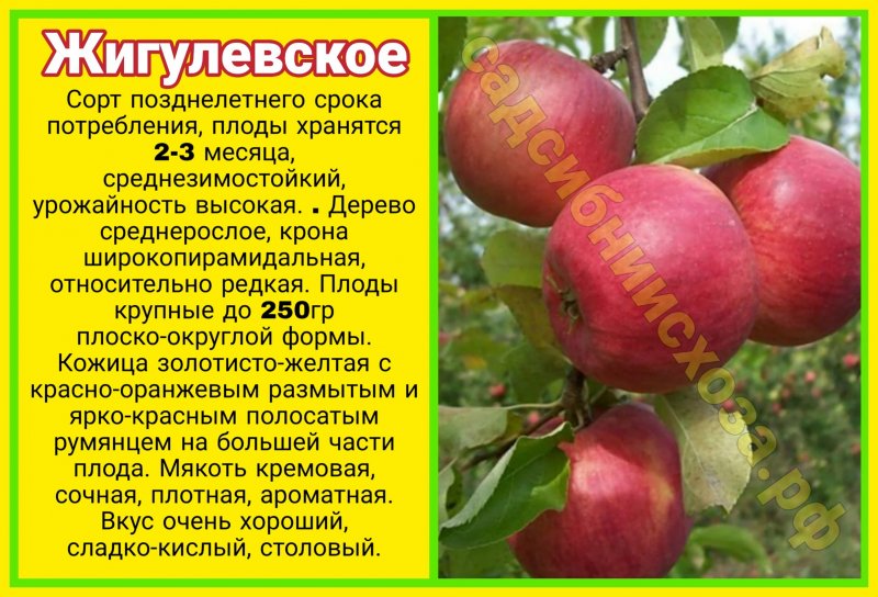 Яблоки Жигулевское Описание Фото